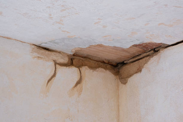 Best Flood damage cleanup  in Tangerine, FL